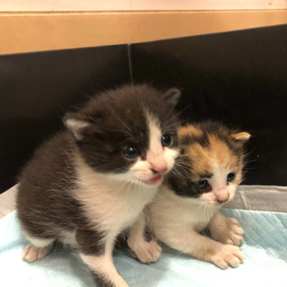 生後2週間くらいの子猫です