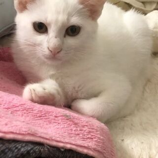 保護猫ちゃんの里親募集！10/25（日）譲渡会開催します。