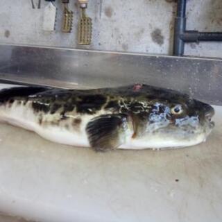 海釣り