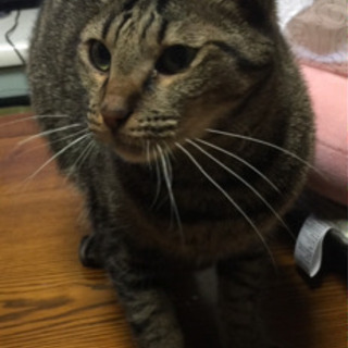 迷い猫