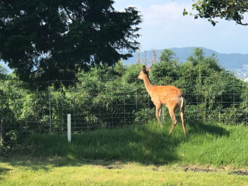 秦野カントリー会員券
