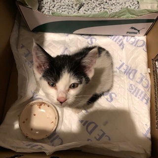 まだ2ヶ月たってない仔猫