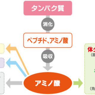 ドクターが話す予防医学、栄養学、アンチエイジングの画像