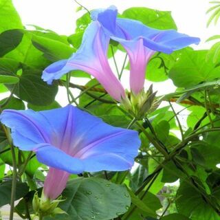シニアのお茶会（世間話と情報交換の会です。出会い系ではありませんので念のため） − 東京都