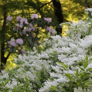 シニアのお茶会（世間話と情報交換の会です。出会い系ではありませんので念のため） - メンバー募集