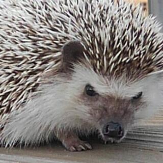 針ネズミ飼育している方