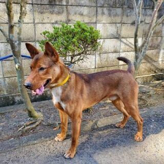 🆘️収容期限が過ぎ収容情報から消えてしまいました　１才くらいの屋久島犬の男の子です　緊急で里親様を探しています - 大村市