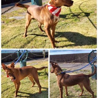 🆘️収容期限が過ぎ収容情報から消えてしまいました　１才くらいの屋久島犬の男の子です　緊急で里親様を探しています − 長崎県