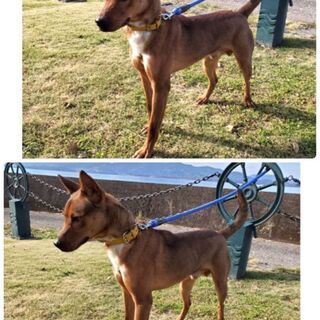 🆘️収容期限が過ぎ収容情報から消えてしまいました　１才くらいの屋久島犬の男の子です　緊急で里親様を探しています - 里親募集