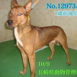 🆘️収容期限が過ぎ収容情報から消えてしまいました　１才くらいの屋久島犬の男の子です　緊急で里親様を探しています - 犬