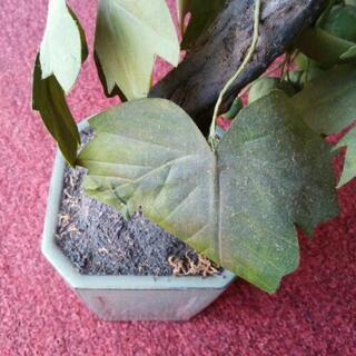 造木 鉢植えの画像