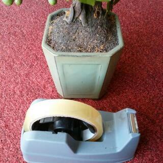 造木 鉢植えの画像