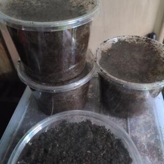 ③本日！ヤエヤママルバネクワガタ幼虫3匹セット+マット