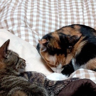 迷い猫探しています