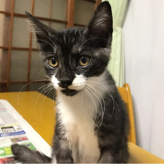 生後5ヶ月子猫
