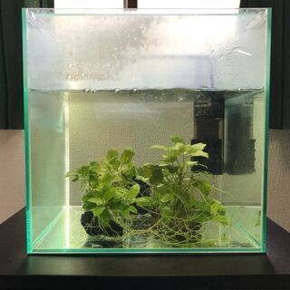 シナヌマエビと貝とアヌビアスナナと30cmキューブ水槽