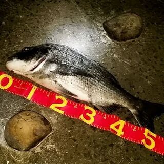 陸からのルアー釣り仲間　ショアジギング