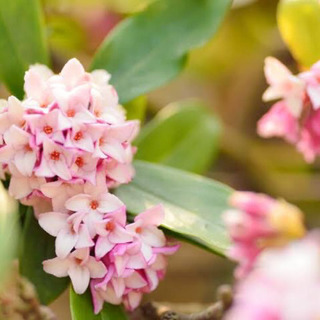 🌱 ジンチョウゲ 樹木 / 挿し木苗 