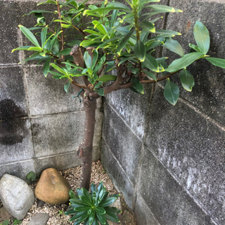 🌱 ジンチョウゲ 樹木 / 挿し木苗 の画像