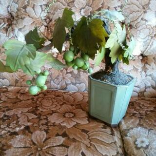 造木 鉢植えの画像