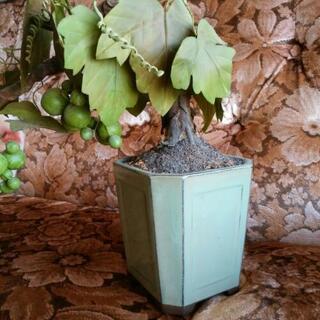 造木 鉢植えの画像