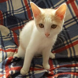 里親さん募集中