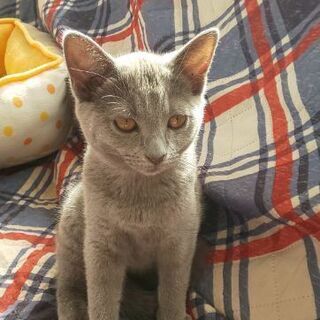 新しい家族を捜してます