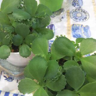 【観葉植物/多肉植物】マザーリーフ　鉢植え