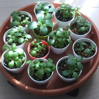 【観葉植物/多肉植物】マザーリーフ　鉢植えの画像