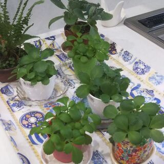 【観葉植物/多肉植物】マザーリーフ　鉢植えの画像