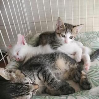 大網白里市▪ 子猫♂3匹 2020年9月9日生まれ どなたか貰っ...