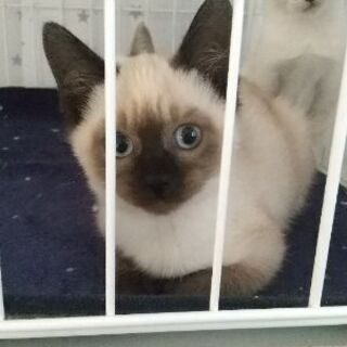 保護猫を迎えよう！生後２ヶ月。No.78くん。