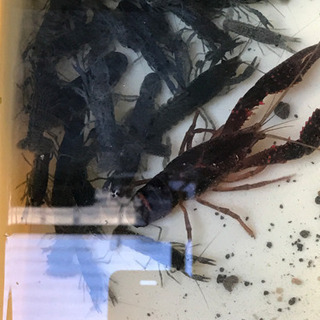 ザリガニか、ミナミヌマエビ？