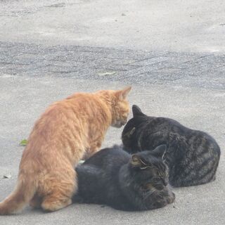 3匹のノラ猫の里親募集