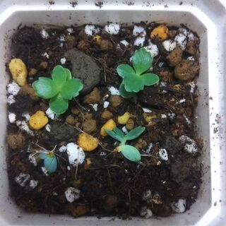 【観葉植物/多肉植物】マザーリーフ　鉢植えの画像