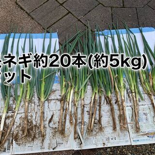 長生農家で収穫した【訳あり】長ネギ約20本(4.5～5Kg)セッ...