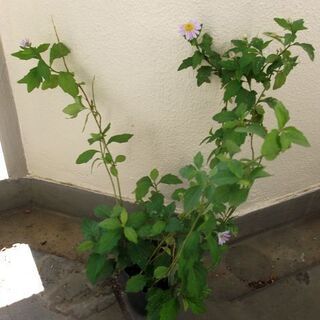 <<End of transaction>>【山野草】来年の開花...