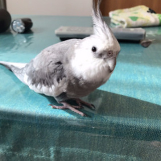 【無事保護】10／25(日)12：55逃げてしまいました！
