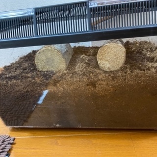カブトムシの幼虫１１匹です