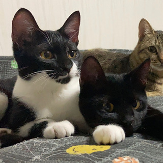 5-6ヶ月の子猫、白黒♀黒猫♂兄妹ですが1匹ずつ可です。