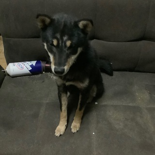 里親決まりました