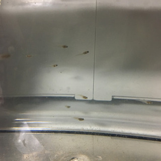 稚魚ブルーグラスグッピー20匹