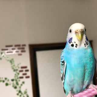 インコの雄雌の見分け