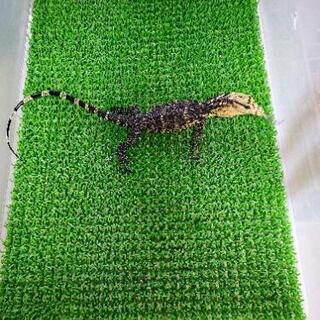 爬虫類等に