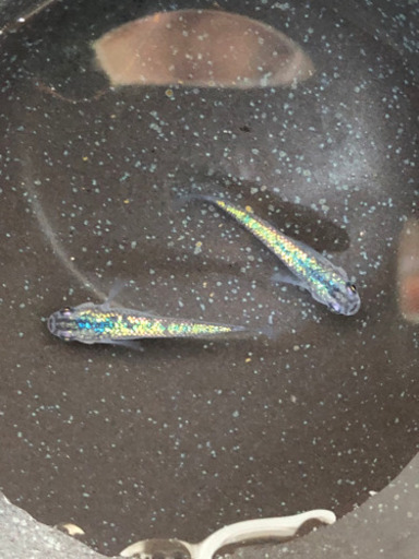 サフィアブルー１ペアです。