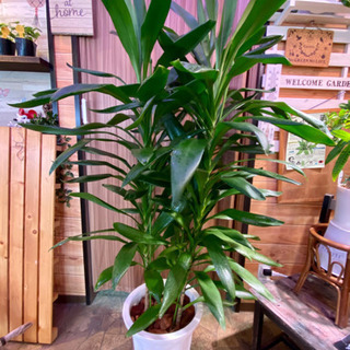 大型観葉植物　ドラセナ・グローカル　10号　