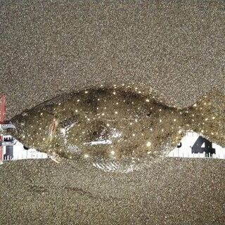サーフからの釣り仲間 - 四街道市