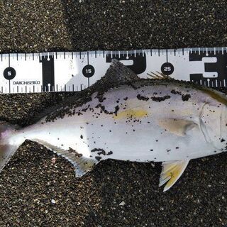 サーフからの釣り仲間 - 友達