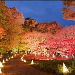 残1【オトナの遠足】森林公園ピクニックと紅葉見ナイト