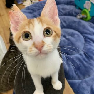 藤井寺市　予約制　保護猫譲渡会 - 藤井寺市